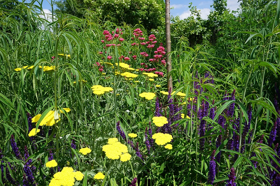 Sommerblumen in der Kirchstraße (Foto: A. Schreiner) Foto: A. Schreiner