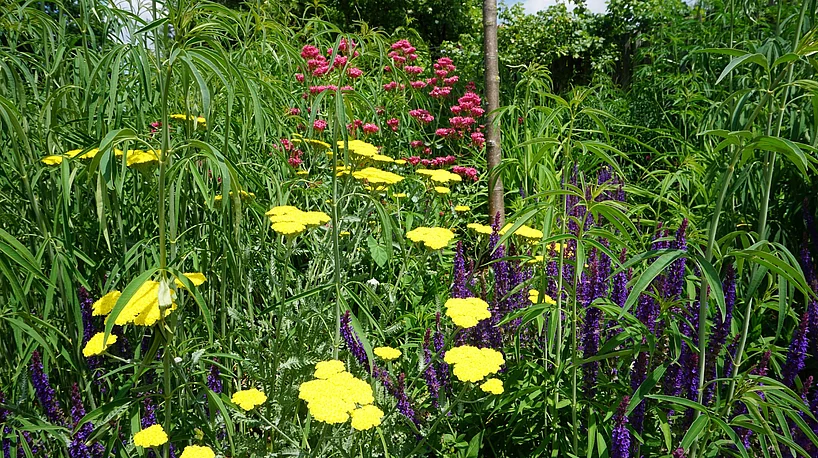 Sommerblumen in der Kirchstraße (Foto: A. Schreiner) Foto: A. Schreiner