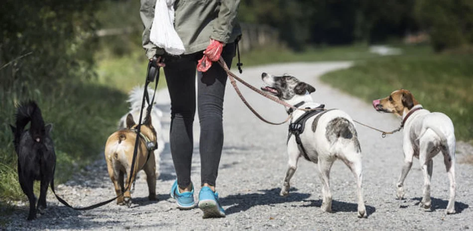 Hunde anleinen (Foto: 20min.ch)