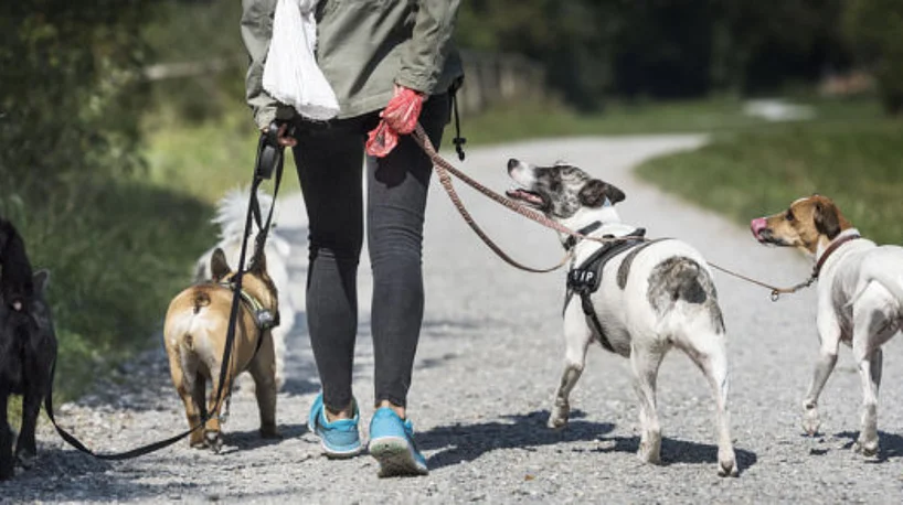 Hunde anleinen (Foto: 20min.ch)