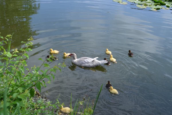 Entenfamilie in der Sturmlack
